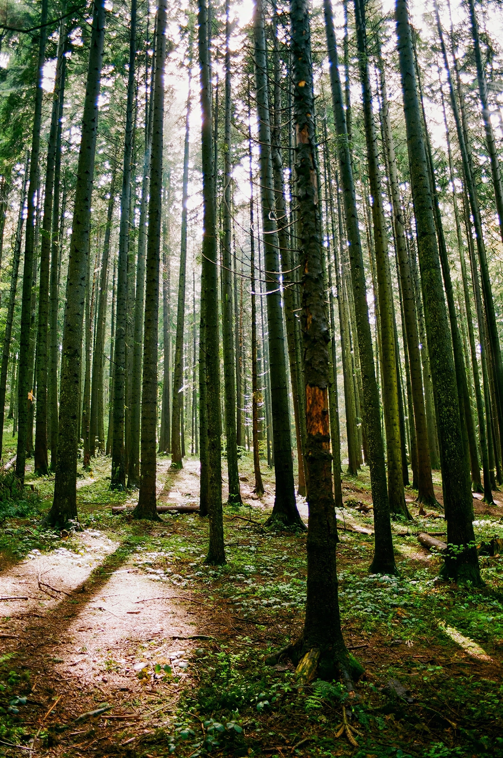A path through a dense forest of tall straight trunks